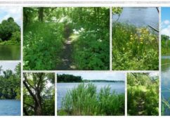 Rapport sur la caractérisation environnementale de la rive sud du lac Saint-François